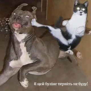 😡 emoji Кітики🐱 Telegram sticker 18 of 26
