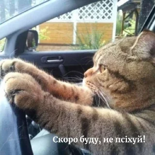 🚘 emoji Кітики🐱 Telegram sticker 19 of 26