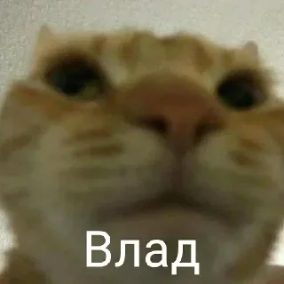🤔 emoji смейся, понял? Telegram sticker 7 of 59