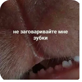 🫥 emoji Котики на все случаи Telegram sticker 12 of 120