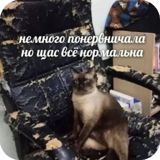 🫥 emoji Котики на все случаи Telegram sticker 15 of 120