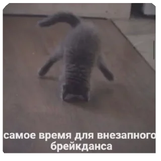 🫥 emoji Котики на все случаи Telegram sticker 13 of 120