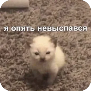 🫥 emoji Котики на все случаи Telegram sticker 17 of 120