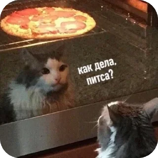 🫥 emoji Котики на все случаи Telegram sticker 19 of 120