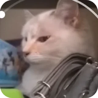 😒 emoji Крутая Белочка /@akyrkaa Telegram sticker 8 of 102