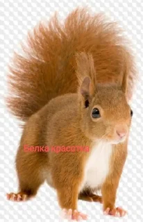 🌟 emoji Белка Telegram sticker 6 of 8