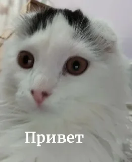 Sticker from Шустрииик @Bonya_WC
