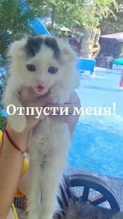 🌟 emoji Шустрииик @Bonya_WC Telegram sticker 14 of 77