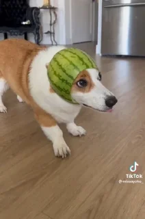 🍉 emoji Сапачка арбузе🍉🍉 Telegram sticker 7 of 15