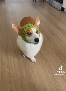 🍉 emoji Сапачка арбузе🍉🍉 Telegram sticker 4 of 15