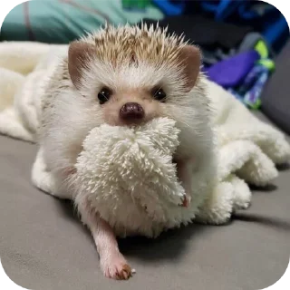 🦔 emoji ёжик Telegram sticker 9 of 26