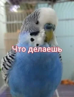 🌟 emoji Волнистик Вася Telegram sticker 6 of 15