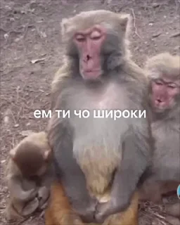 🤩 emoji просто @TgEmodziBot Telegram sticker 23 of 120