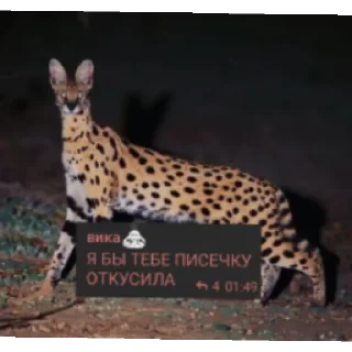 Sticker from чо