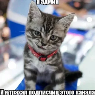 😏 emoji мыло Telegram sticker 1 of 51