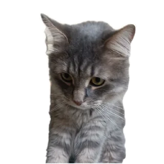 🐱 emoji Малыши Telegram sticker 8 of 10