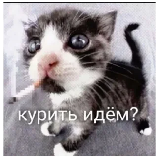 🚬 emoji Котеки Telegram sticker 15 of 30
