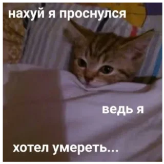 🤗 emoji Котеки Telegram sticker 7 of 30