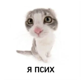 😇 emoji Котеки Telegram sticker 8 of 30