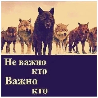 😎 emoji 😈фотосинтез😈 Telegram sticker 14 of 51