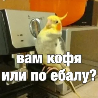 🦜 emoji попугай мемы | @Stick4Gram Telegram sticker 5 of 55