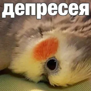 🦜 emoji попугай мемы | @Stick4Gram Telegram sticker 22 of 55