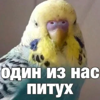 🦜 emoji попугай мемы | @Stick4Gram Telegram sticker 21 of 55