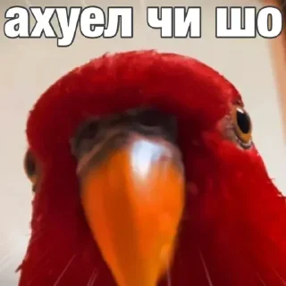 🦜 emoji попугай мемы | @Stick4Gram Telegram sticker 16 of 55