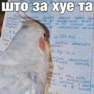 🦜 emoji попугай мемы | @Stick4Gram Telegram sticker 9 of 55