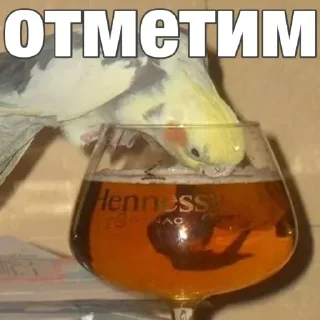 🦜 emoji попугай мемы | @Stick4Gram Telegram sticker 10 of 55