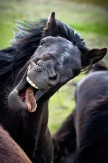 😅 emoji Ржомба Telegram sticker 6 of 23