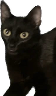 😜 emoji лютик жопа попа Telegram sticker 23 of 69