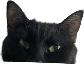 🫣 emoji лютик жопа попа Telegram sticker 8 of 69