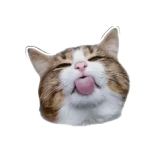 🐱 emoji Любофь Telegram sticker 22 of 37