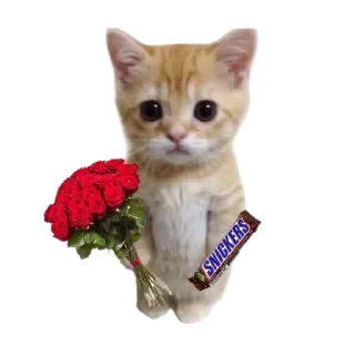 🐱 emoji Любофь Telegram sticker 21 of 37