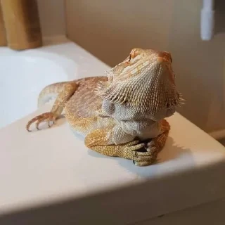 🤔 emoji bearded dragon Telegram sticker 4 of 35