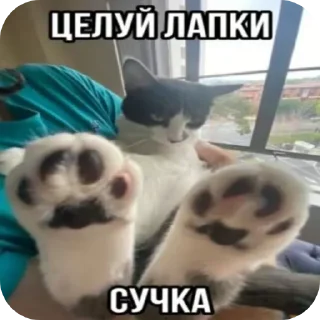 Sticker from @di1dii чё