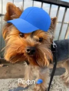 🐕 emoji Ричи не рычи Telegram sticker 9 of 22