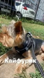 🐕 emoji Ричи не рычи Telegram sticker 5 of 22