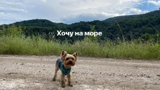 🐕 emoji Ричи не рычи Telegram sticker 16 of 22