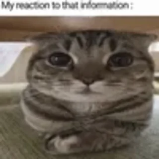 😸 emoji С писюном бля поиграйся @meow_mika Telegram sticker 11 of 53