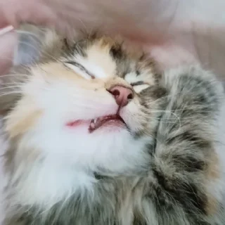 😴 emoji Аська супермаси Telegram sticker 6 of 15
