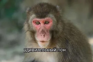 Sticker from анал