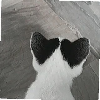 💗 emoji Сонечка Telegram sticker 20 of 31