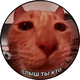 Sticker from котячий гаремчик Женечки