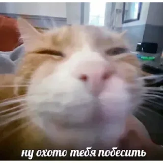 ☺ emoji catsmem Telegram sticker 6 of 116