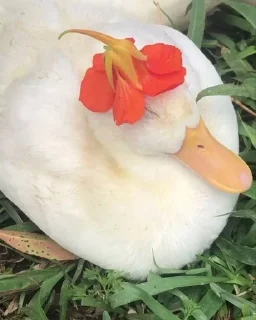 🗾 emoji Животные рулят Telegram sticker 22 of 120
