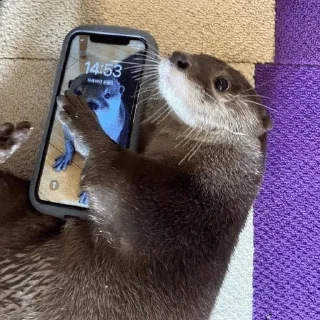 ☺️ emoji silly otters by ritsu!! Telegram sticker 20 of 65