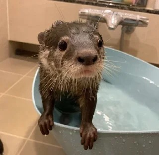 😯 emoji Otters🦦by @nightlitestick Telegram sticker 14 of 40