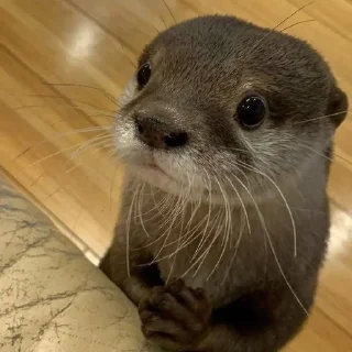 🧐 emoji Otters🦦by @nightlitestick Telegram sticker 9 of 40